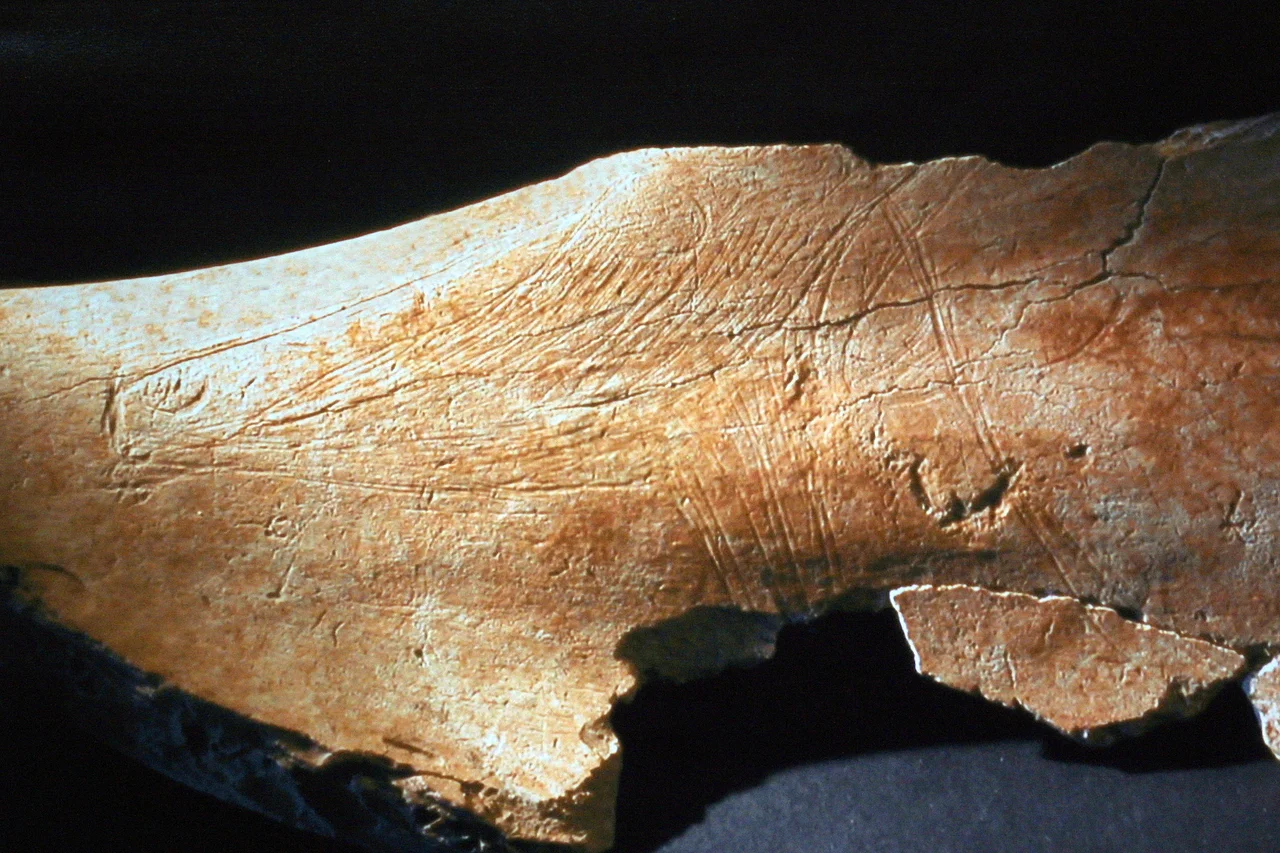 El consejero de Cultura, Turismo y Deporte, Francisco Javier López Marcano, y el director de la excavación de la Cueva del Mirón (Ramales de la Victoria), profesor Manuel González Morales, han presentado esta mañana una importante pieza hallada en dicho yacimiento y que data de la época Magdaleniense Inferior, hace unos 17.000 años. Se trata de un omoplato o escápula que contiene un grabado de la cabeza de una cierva perfectamente definido y en buen estado de conservación.